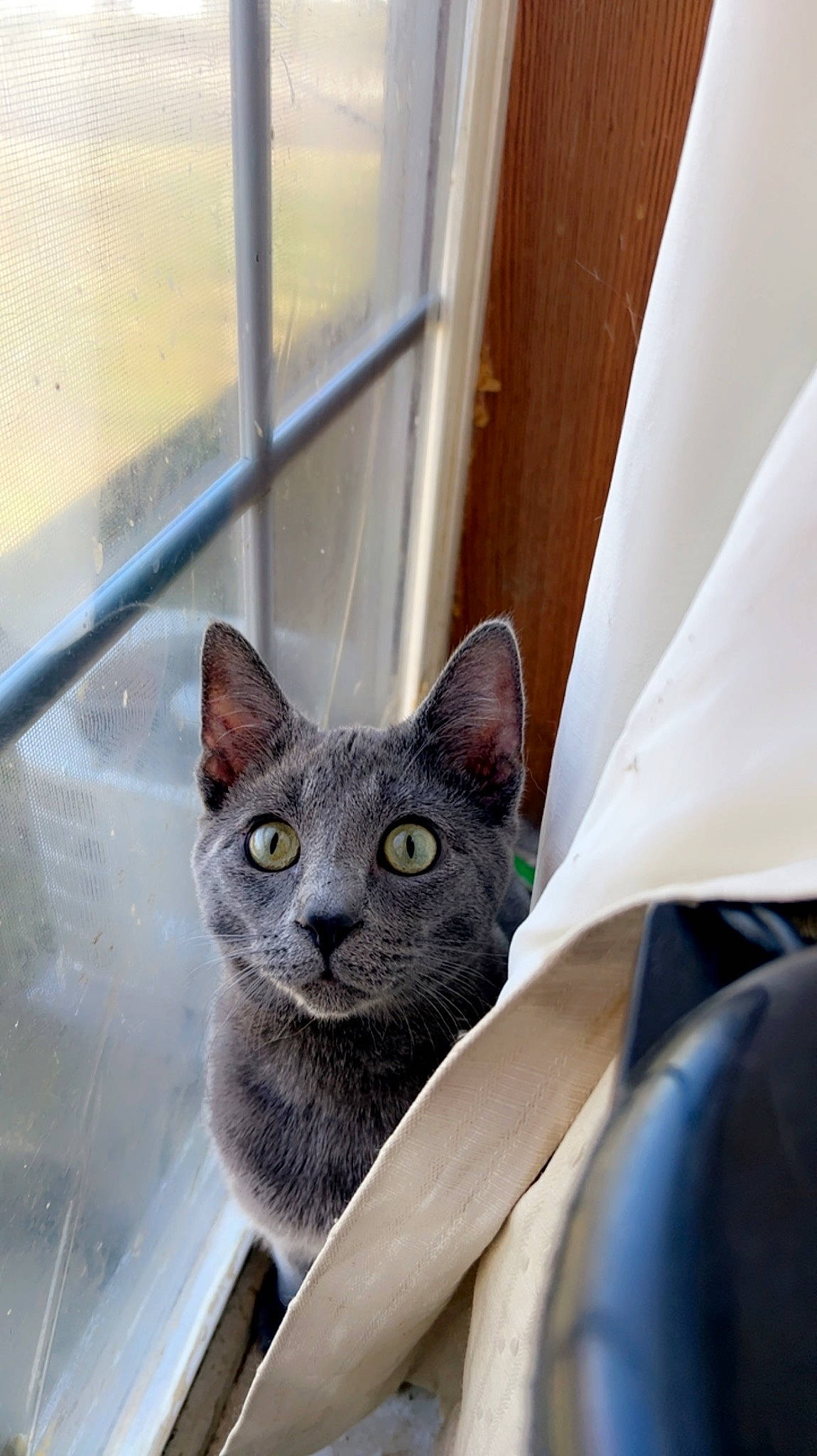 Smokey is registered to the contest to win money with this photo: carnivore, cat, comfort, domestic_short_haired_cat, felidae, grey, russian_blue, sculpture, small_to_medium_sized_cats, snout, terrestrial_animal, whiskers, window