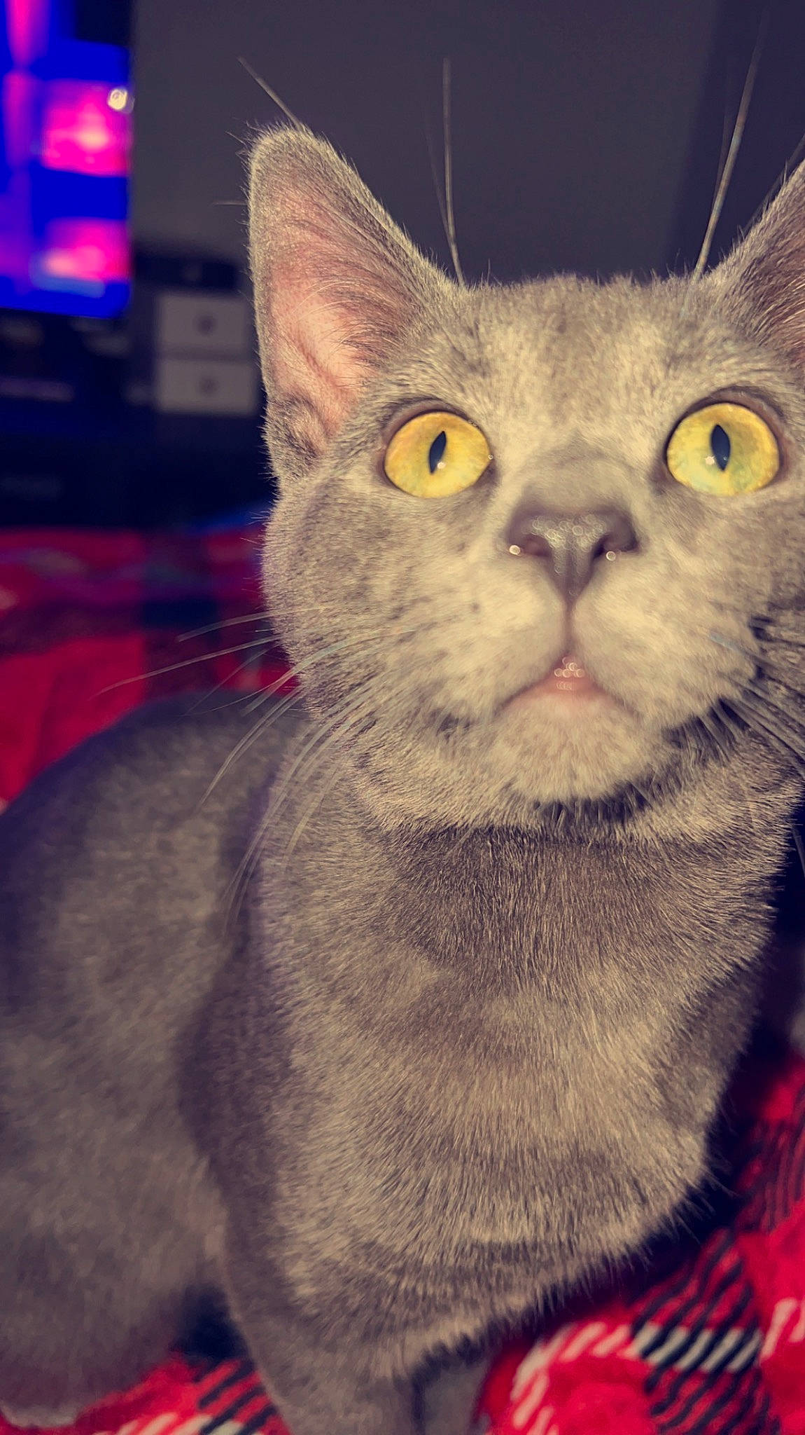 Smokey is registered to the contest to win money with this photo: carnivore, cat, domestic_short_haired_cat, ear, electric_blue, felidae, fur, magenta, photo_caption, sitting, small_to_medium_sized_cats, snout, terrestrial_animal, whiskers