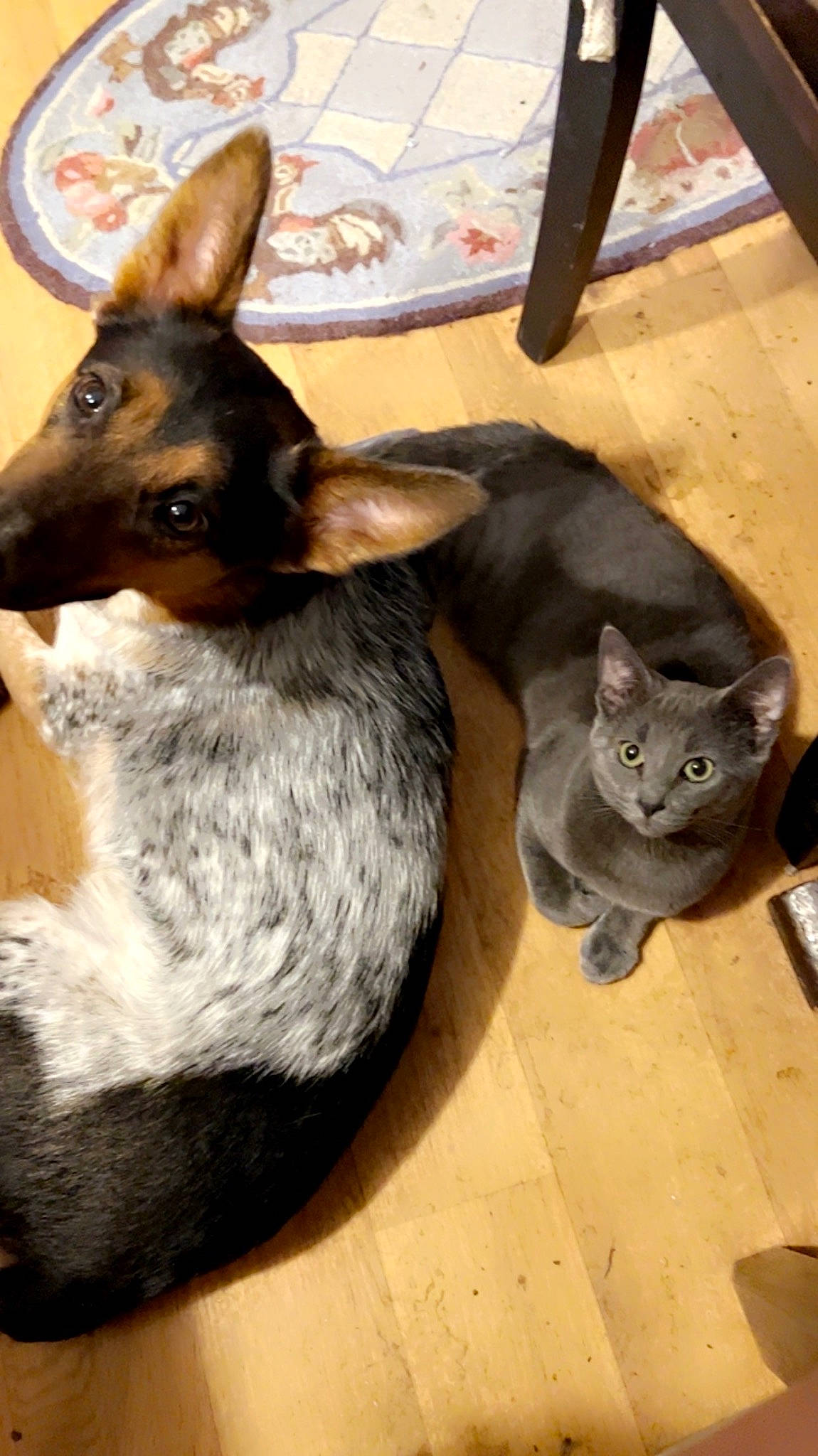 Smokey joined the competition — help win amazing prizes! canidae, carnivore, cat, companion_dog, dog, dog_breed, domestic_short_haired_cat, fawn, felidae, fur, hardwood, mammal, russian_blue, small_to_medium_sized_cats, snout, terrestrial_animal, vertebrate, whiskers, wood, working_animal