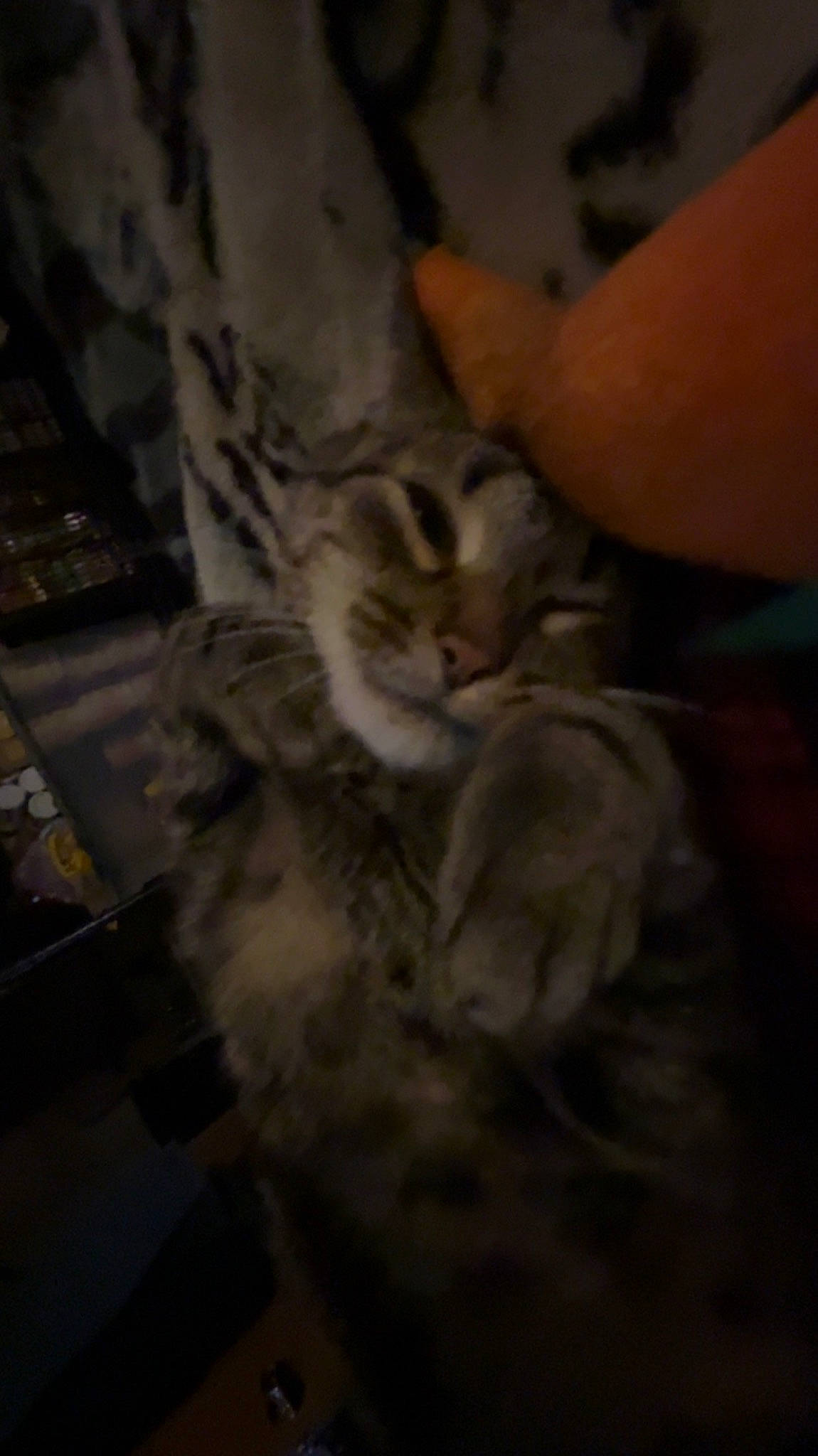 Flash is registered to the contest to win money with this photo: carnivore, cat, claw, darkness, domestic_short_haired_cat, fawn, felidae, flooring, fur, gesture, human_leg, midnight, nail, paw, room, small_to_medium_sized_cats, tail, whiskers