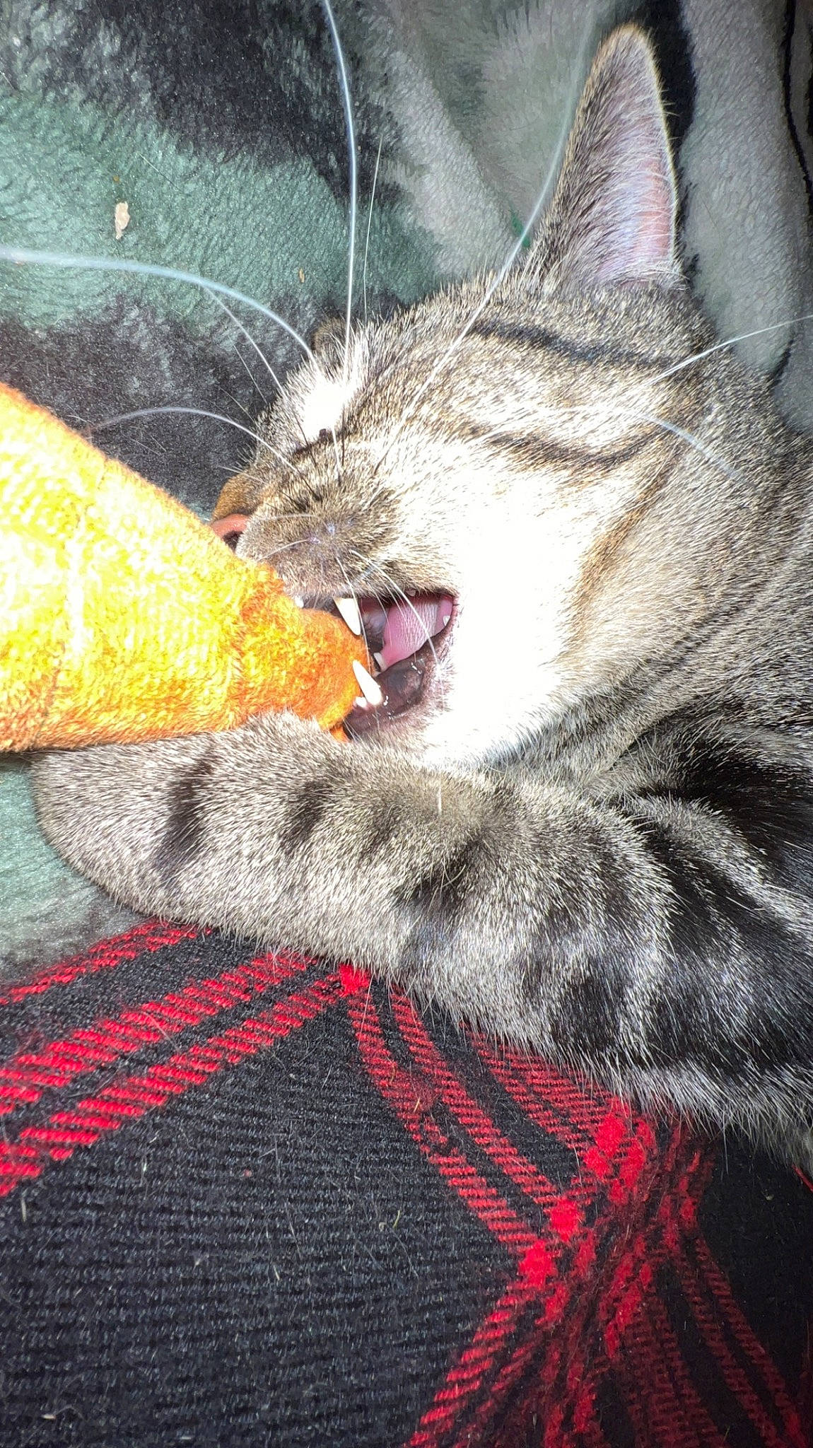 Flash joined the competition — help win amazing prizes! carnivore, cat, claw, comfort, domestic_short_haired_cat, fang, felidae, foot, fur, grey, nap, paw, small_to_medium_sized_cats, snout, tail, terrestrial_animal, whiskers, wildlife, window, yawn