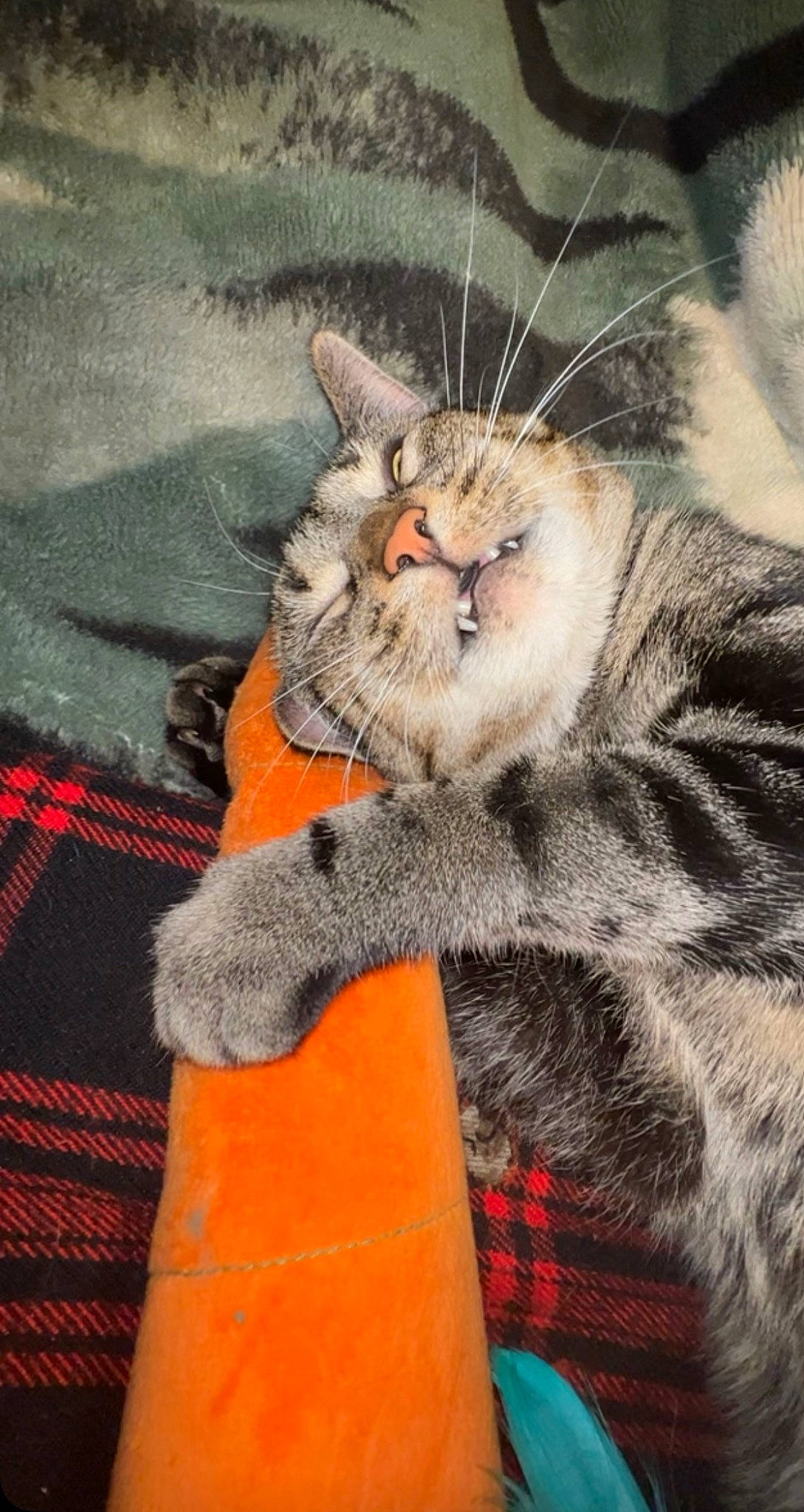 Flash is registered to the contest to win money with this photo: big_cats, carnivore, cat, claw, domestic_short_haired_cat, felidae, fur, grey, pattern, paw, plaid, sleeve, small_to_medium_sized_cats, snout, tail, tartan, terrestrial_animal, whiskers, wildlife, woven_fabric