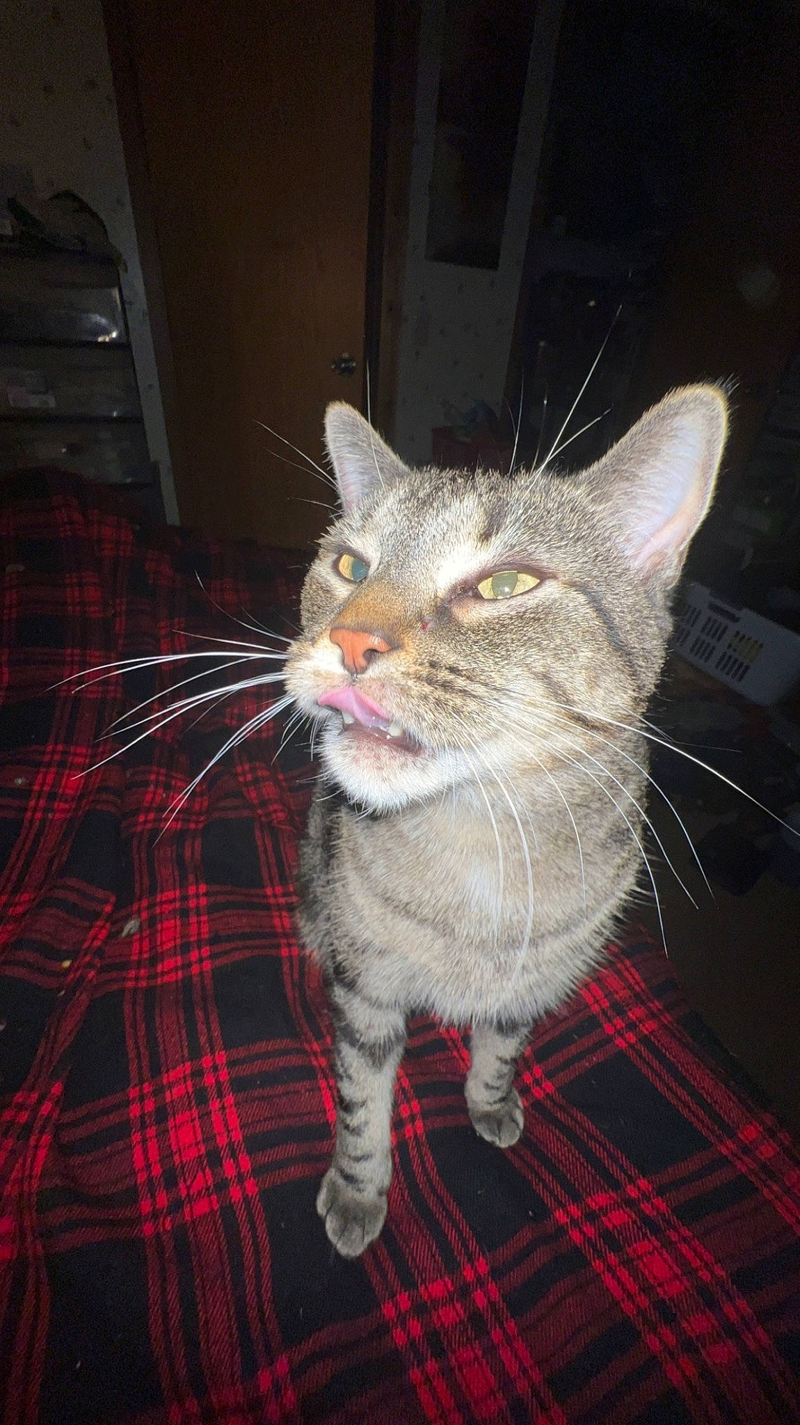 Flash is registered to the contest to win money with this photo: carnivore, cat, claw, collar, domestic_short_haired_cat, event, fawn, felidae, fur, pattern, paw, plaid, small_to_medium_sized_cats, snout, tail, tartan, terrestrial_animal, whiskers