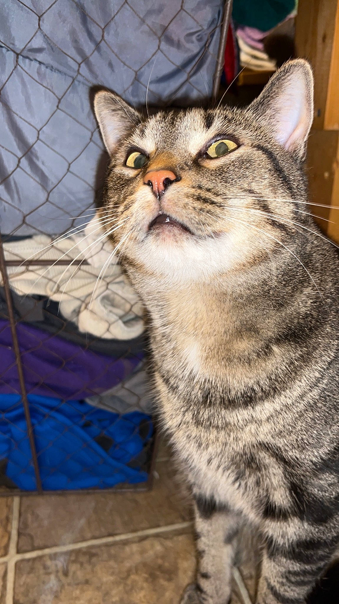 Flash is registered to the contest to win money with this photo: carnivore, cat, claw, domestic_short_haired_cat, felidae, fur, paw, small_to_medium_sized_cats, snout, tail, terrestrial_animal, tree, whiskers, wildlife