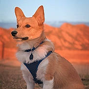 Simba is registered to the contest to win money with this photo: animal, canine, collar, corgi, daylight, dog, ears, field, fur, grass, harness, mountains, nature, outdoor, pet, portrait, side_view, sitting, sky, sunset