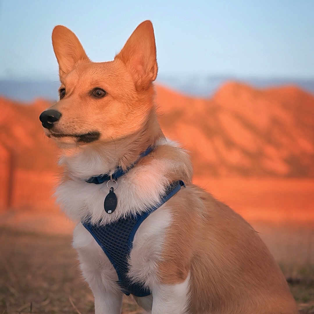 Simba is registered to the contest to win money with this photo: animal, canine, collar, corgi, daylight, dog, ears, field, fur, grass, harness, mountains, nature, outdoor, pet, portrait, side_view, sitting, sky, sunset