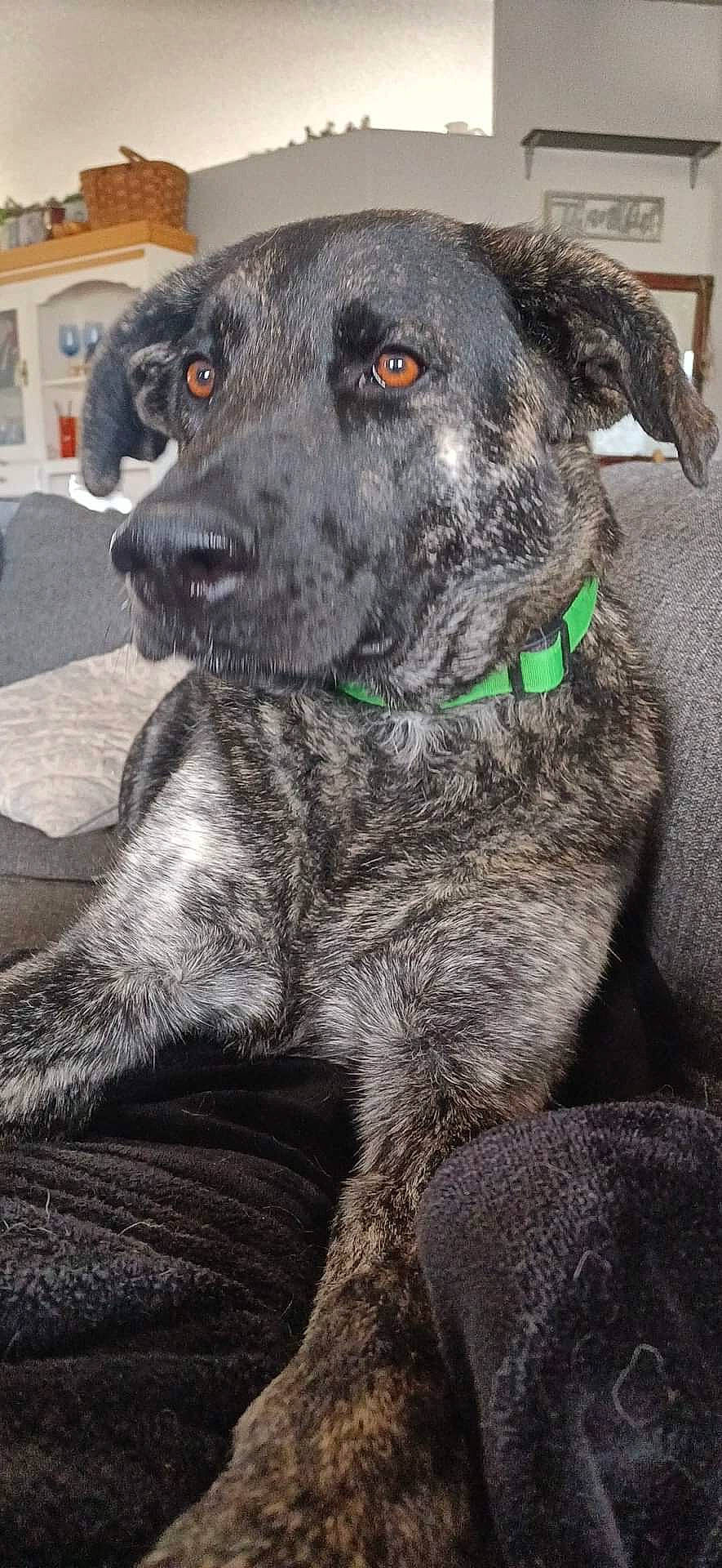 Ekko joined the competition — help win amazing prizes! borador, canidae, carnivore, collar, companion_dog, dog, dog_breed, dog_collar, eye, fawn, fur, great_dane, grey, guard_dog, non_sporting_group, snout, sporting_group, whiskers, working_animal, working_dog