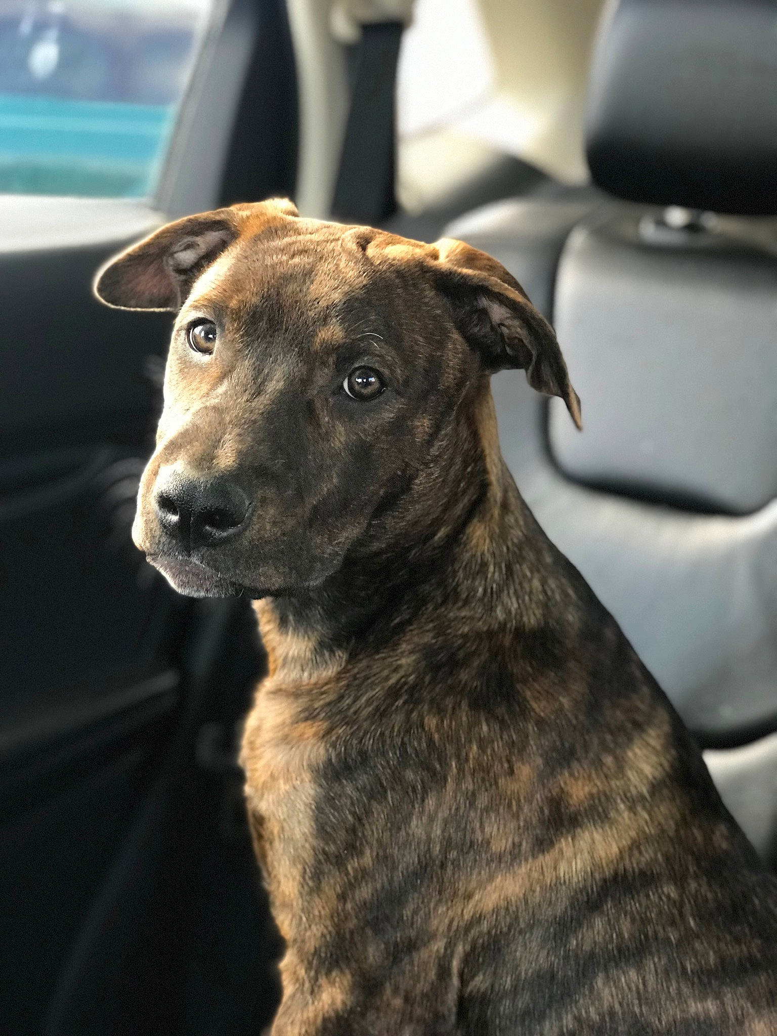 Oakley Renee is registered to the contest to win money with this photo: carnivore, chair, collar, companion_dog, dog, dog_breed, dog_collar, fawn, fur, guard_dog, rampur_greyhound, sighthound, snout, sporting_group, street_dog, terrestrial_animal, toy_dog, treeing_tennessee_brindle, whiskers, working_animal