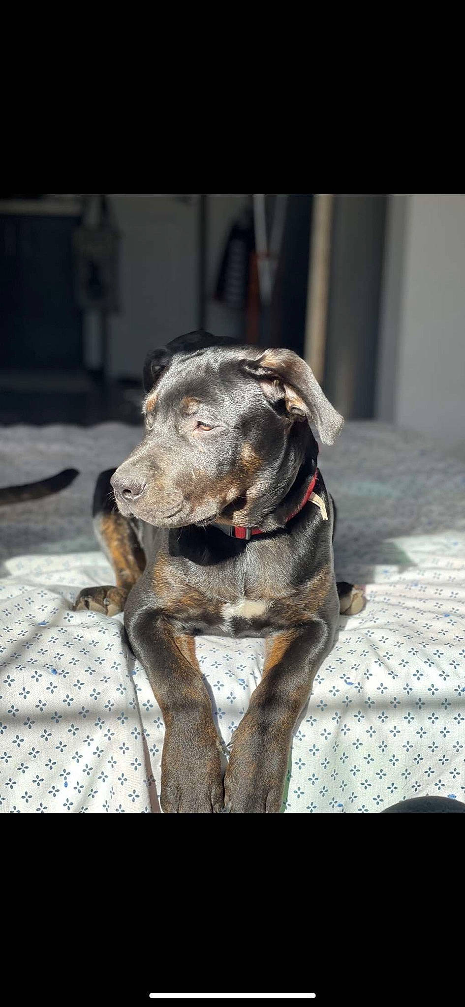 Duke joined the competition — help win amazing prizes! canidae, carnivore, collar, companion_dog, dog, dog_breed, dog_collar, dog_supply, fawn, grey, guard_dog, leash, liver, pet_supply, sporting_group, toy_dog, whiskers, working_animal, working_dog, wrinkle