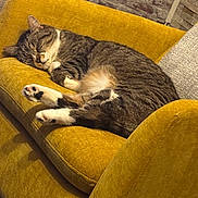 Youpy a rejoint le concours — aidez-le/la à gagner de superbes lots ! cat, tabby, sleeping, couch, yellow_couch, indoor, furniture, pet, relaxing, cozy, fur, whiskers, paws, brick_wall, home, domestic_cat, resting, cute, comfy, animal