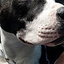 Odin a rejoint le concours — aidez-le/la à gagner de superbes lots ! american_pit_bull_terrier, american_staffordshire_terrier, canidae, carnivore, close_up, dog, dog_breed, mammal, non_sporting_group, nose, pit_bull, puppy, snout, sporting_group, vertebrate, whiskers