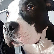 Odin a rejoint le concours — aidez-le/la à gagner de superbes lots ! american_pit_bull_terrier, american_staffordshire_terrier, boston_terrier, canidae, carnivore, dog, dog_breed, fawn, mammal, non_sporting_group, nose, pit_bull, puppy, rare_breed_dog, snout, sporting_group, staffordshire_bull_terrier, valley_bulldog, vertebrate, whiskers