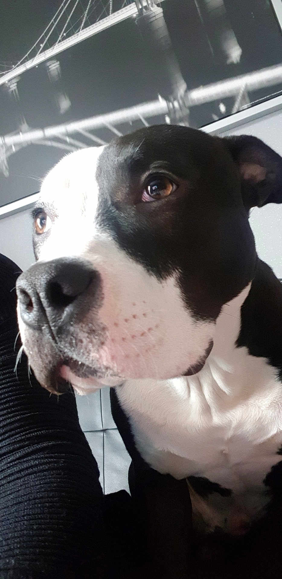 Odin