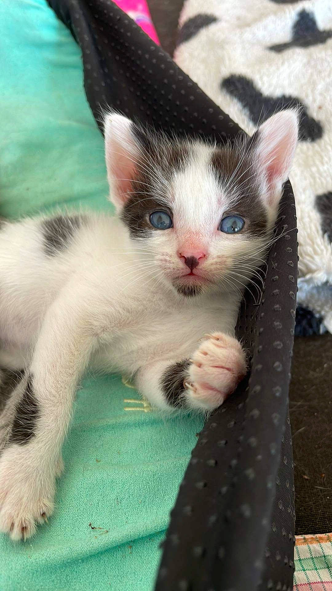 Rocky a rejoint le concours — aidez-le/la à gagner de superbes lots ! carnivore, cat, claw, comfort, domestic_short_haired_cat, fawn, felidae, foot, fur, grass, head, nose, pattern, paw, small_to_medium_sized_cats, snout, tail, whiskers