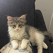 Ruby is registered to the contest to win money with this photo: kitten, cat, fluffy, cushion, chair, indoor, pet, feline, relaxed, cute, young, animal, whiskers, paws, fur, sitting, looking, domestic, cozy, home