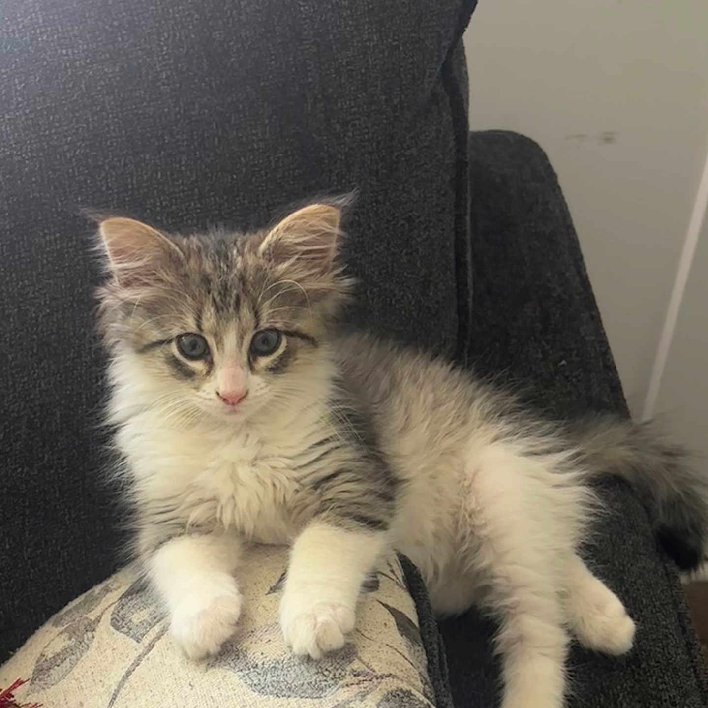 Ruby is registered to the contest to win money with this photo: animal, cat, chair, cozy, cushion, cute, domestic, feline, fluffy, fur, home, indoor, kitten, looking, paws, pet, relaxed, sitting, whiskers, young