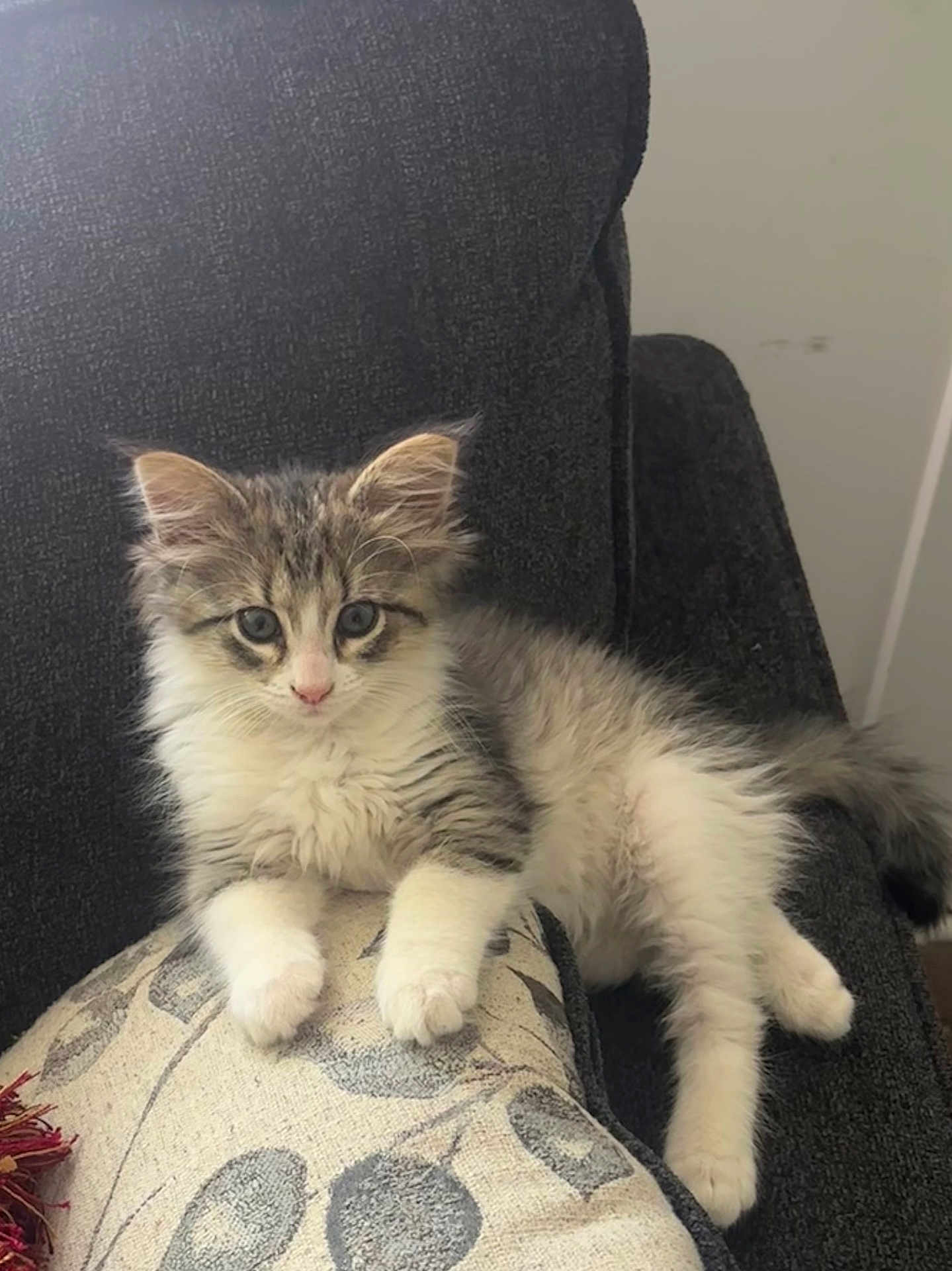 Ruby is registered to the contest to win money with this photo: kitten, cat, fluffy, cushion, chair, indoor, pet, feline, relaxed, cute, young, animal, whiskers, paws, fur, sitting, looking, domestic, cozy, home