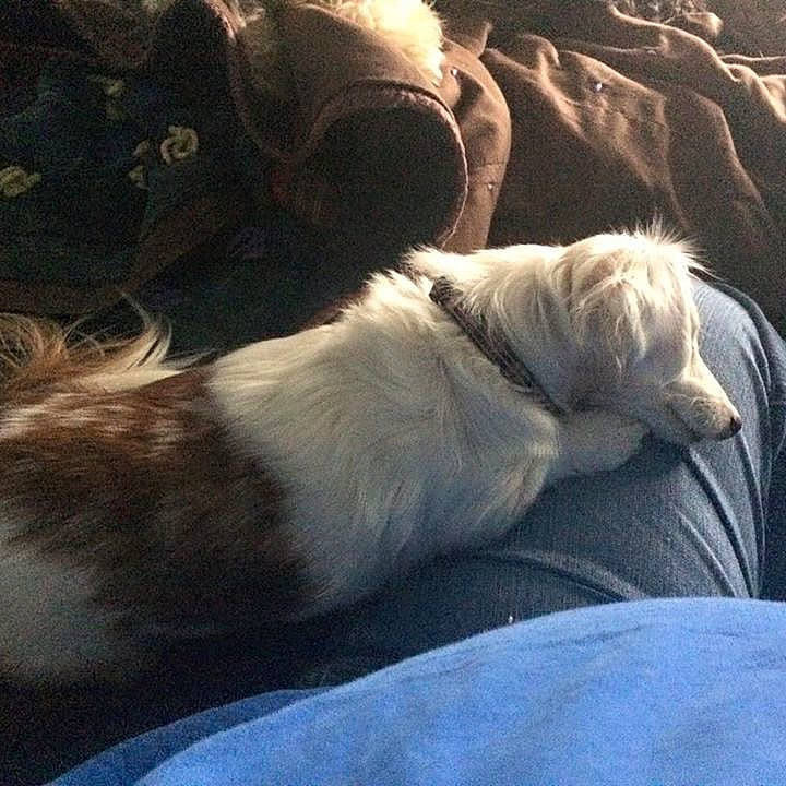 Mollie joined the competition — help win amazing prizes! canidae, carnivore, cloud, comfort, companion_dog, dog, dog_breed, foot, fur, human_leg, linens, nap, paw, sky, snout, sporting_group, tail, tints_and_shades, whiskers, working_animal