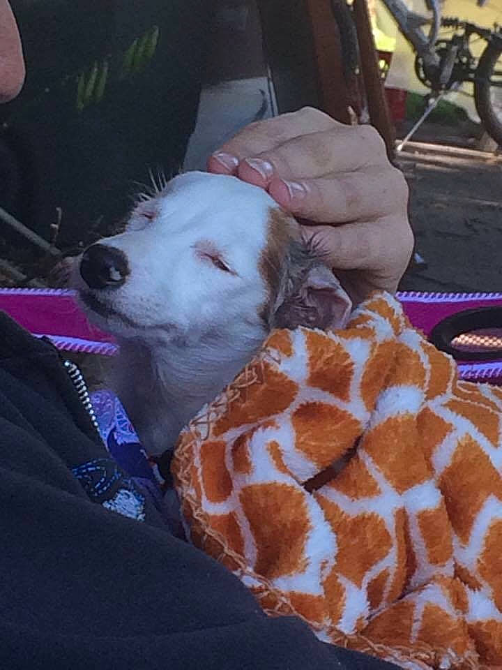 Mollie joined the competition — help win amazing prizes! bicycle_wheel, carnivore, companion_dog, dog, dog_breed, fawn, felidae, fur, giraffe, giraffidae, linens, meat, pattern, puppy_love, retriever, stuffed_toy, terrier, tire, toy_dog, wheel