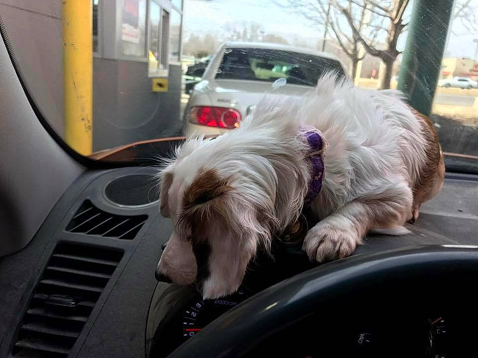 Mollie is registered to the contest to win money with this photo: auto_part, automotive_design, automotive_exterior, automotive_lighting, automotive_mirror, car, carnivore, companion_dog, dog, dog_breed, gas, hood, mode_of_transport, motor_vehicle, parking, toy_dog, vehicle, vehicle_door, window, windscreen_wiper