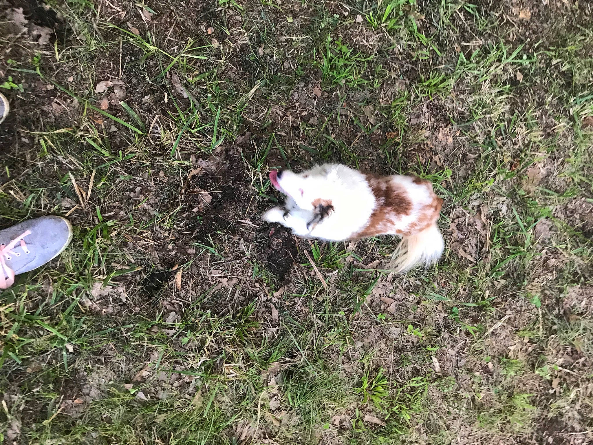 Mollie is registered to the contest to win money with this photo: canidae, carnivore, cat, companion_dog, dog_breed, fawn, felidae, fur, grass, grassland, groundcover, herbaceous_plant, pasture, paw, plant, small_to_medium_sized_cats, sporting_group, tail, terrestrial_animal, wildlife