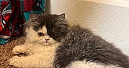 Mochi is registered to the contest to win money with this photo: animal, carpet, cat, cozy, curtain, cute, feline, fluffy, gray_and_white, indoor, kitten, long_hair, looking_at_camera, lying_down, persian_cat, pet, plaid, portrait, shaggy_carpet, wall