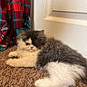 animal, carpet, cat, cozy, curtain, cute, feline, fluffy, gray_and_white, indoor, kitten, long_hair, looking_at_camera, lying_down, persian_cat, pet, plaid, portrait, shaggy_carpet, wall