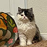Mochi is registered to the contest to win money with this photo: adorable, animal, black_and_white, carpet, cat, cushion, door, fluffy, front_view, furniture, home, indoors, kitten, long_hair, pet, photography, portrait, serious_expression, sitting, wall