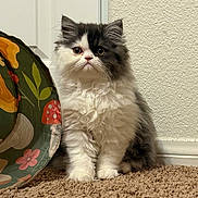 Mochi joined the competition — help win amazing prizes! animal, black_and_white, carpet, cat, cozy, cushion, cute, ears, floral, fluffy, front_view, home, indoors, kitten, long_hair, pet, portrait, sitting, wall, whiskers