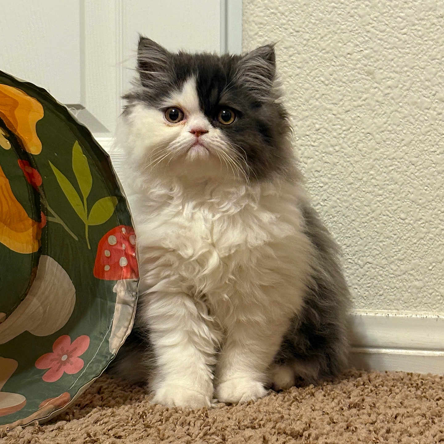 Mochi
