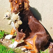 Visona a rejoint le concours — aidez-le/la à gagner de superbes lots ! animal, brown_fur, companion, cute, dog, domestic_animal, grass, head_tilt, nature, outdoor, pet, playful, plush_toy, shadow, sitting, soft_toy, sunlight, toy, wall, white_paws