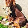 animal, brown_fur, companion, cute, dog, domestic_animal, grass, head_tilt, nature, outdoor, pet, playful, plush_toy, shadow, sitting, soft_toy, sunlight, toy, wall, white_paws