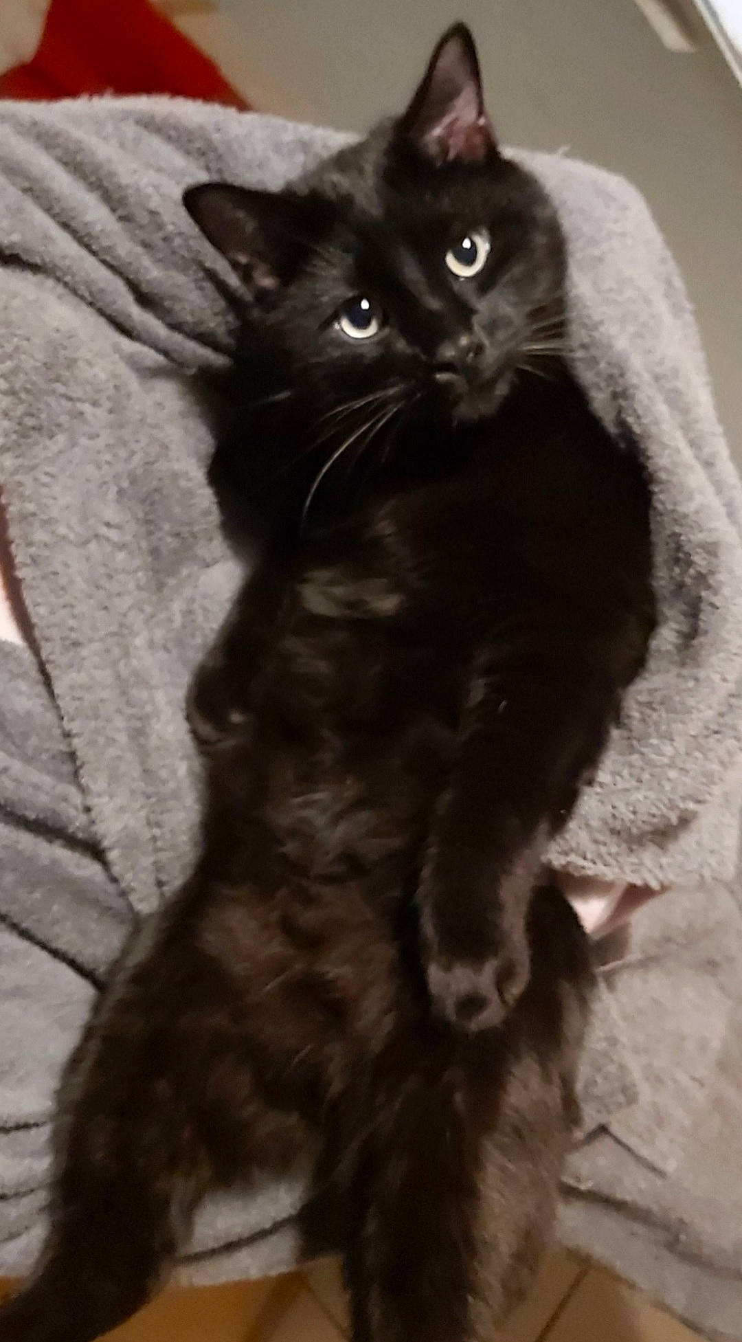 Niglo a rejoint le concours — aidez-le/la à gagner de superbes lots ! black_cat, carnivore, cat, claw, domestic_short_haired_cat, felidae, fur, grey, iris, monochrome_photography, small_to_medium_sized_cats, snout, tail, terrestrial_animal, whiskers