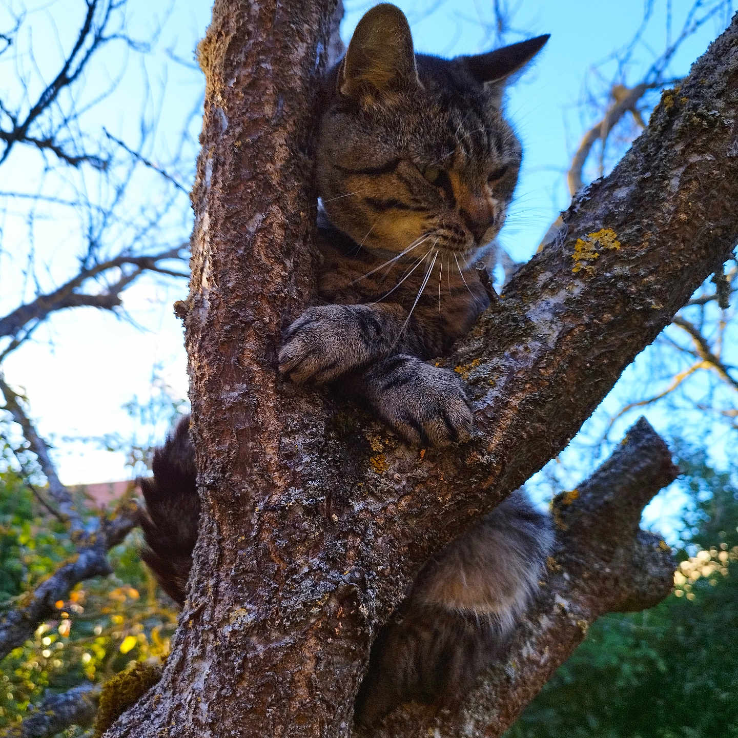 Tigrou a rejoint le concours — aidez-le/la à gagner de superbes lots ! animal, bark, branch, cat, climbing, closeup, curious, daylight, forest, fur, greenery, mammal, nature, outdoor, pet, sky, tabby, tree, whiskers, wildlife