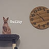Dobby joined the competition — help win amazing prizes! cat, hairless_cat, cat_tree, clock, indoor, pet, animal, feline, wooden_clock, wall, sitting, guilty, text_overlay, playful, home, furniture, domestic, cute, minimalist, gray