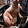 Dobby