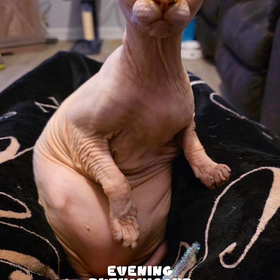 Dobby