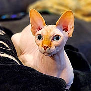 Dobby joined the competition — help win amazing prizes! sphynx_cat, hairless_cat, pet, cat, animal, indoor, cozy, blanket, close_up, ears, eyes, feline, resting, portrait, cute, domestic_animal, soft_texture, relaxing, warm, companion