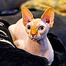 sphynx_cat, hairless_cat, pet, cat, animal, indoor, cozy, blanket, close_up, ears, eyes, feline, resting, portrait, cute, domestic_animal, soft_texture, relaxing, warm, companion