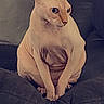 Dobby is registered to the contest to win money with this photo: sphynx_cat, hairless_cat, cat, pet, indoor, cushion, chair, feline, wrinkles, curious, sitting, animal, domestic, ears, skin, portrait, looking_away, cute, furniture, relaxed