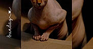 Dobby joined the competition — help win amazing prizes! sphynx_cat, hairless_cat, cat, pet, cardboard_box, animal, indoor, cute, wrinkled_skin, ears, feline, portrait, looking, closeup, curious, box, day, text_overlay, cursive_text, heart