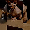 sphynx_cat, hairless_cat, cat, pet, cardboard_box, animal, indoor, cute, wrinkled_skin, ears, feline, portrait, looking, closeup, curious, box, day, text_overlay, cursive_text, heart