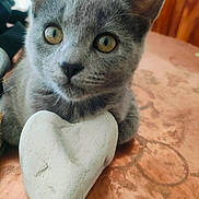 Mumu a rejoint le concours — aidez-le/la à gagner de superbes lots ! kitten, gray_cat, heart_shaped_rock, close_up, pet, animal, cute, feline, whiskers, table, wood_surface, indoor, young_cat, domestic_cat, curious, eyes, paws, texture, background, resting
