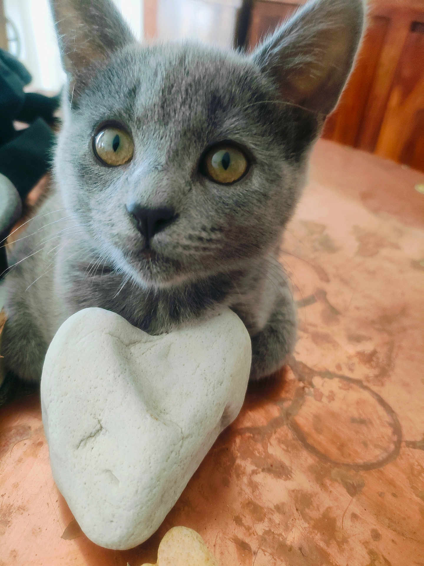 Mumu a rejoint le concours — aidez-le/la à gagner de superbes lots ! kitten, gray_cat, heart_shaped_rock, close_up, pet, animal, cute, feline, whiskers, table, wood_surface, indoor, young_cat, domestic_cat, curious, eyes, paws, texture, background, resting