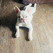 Pablo joined the competition — help win amazing prizes! dog, puppy, french_bulldog, white_dog, blue_eyes, floor, wooden_floor, pet, animal, indoor, laying_down, cute, adorable, looking_at_camera, ears_up, small_dog, canine, domestic_animal, young_dog, companion