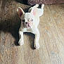 dog, puppy, french_bulldog, white_dog, blue_eyes, floor, wooden_floor, pet, animal, indoor, laying_down, cute, adorable, looking_at_camera, ears_up, small_dog, canine, domestic_animal, young_dog, companion