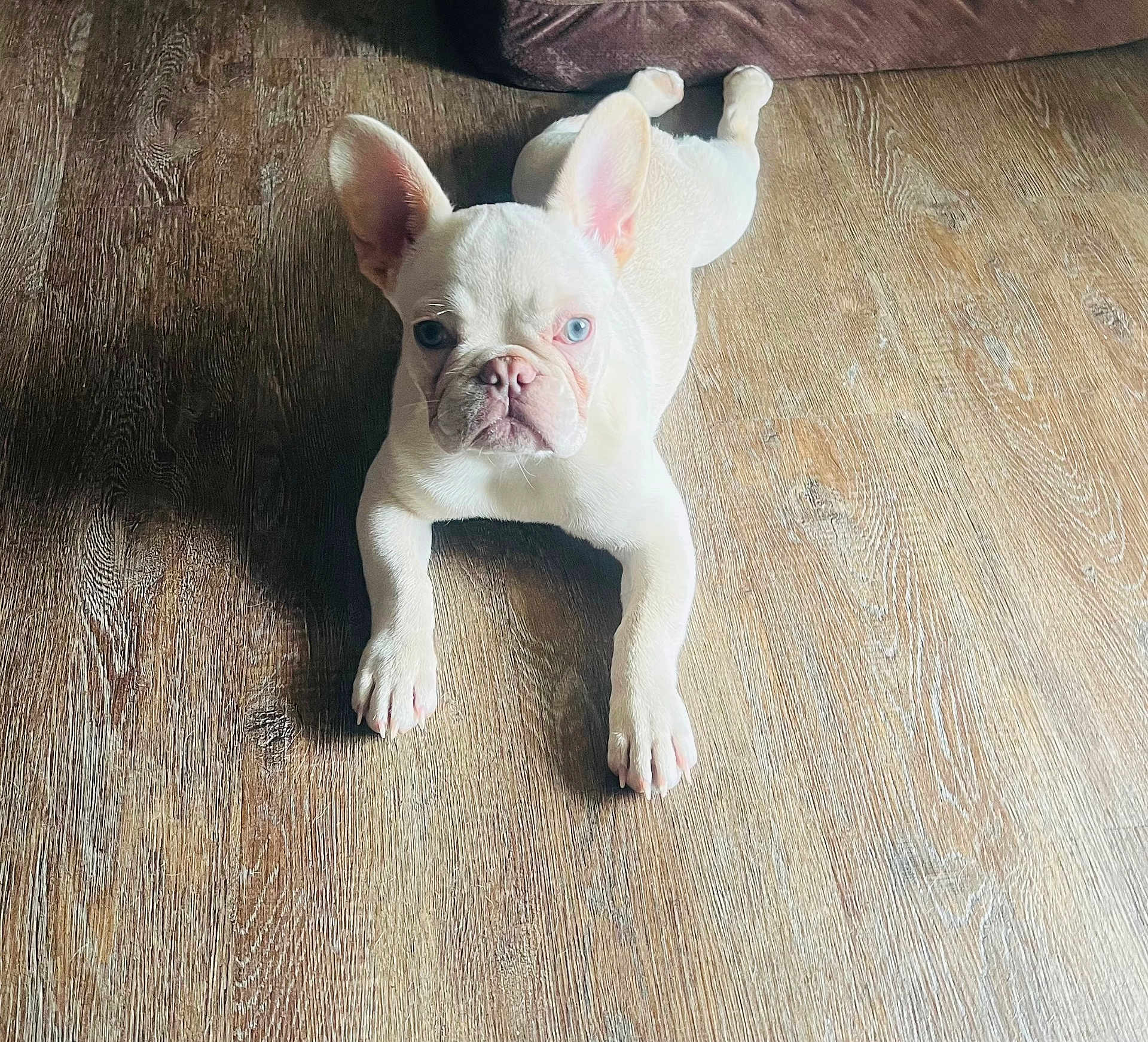Pablo
