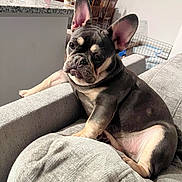 Pixie joined the competition — help win amazing prizes! dog, french_bulldog, puppy, couch, indoor, pet, ears, fur, sitting, looking, home, living_room, furniture, table, chair, domestic_animal, canine, cute, relaxed, young