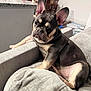 dog, french_bulldog, puppy, couch, indoor, pet, ears, fur, sitting, looking, home, living_room, furniture, table, chair, domestic_animal, canine, cute, relaxed, young