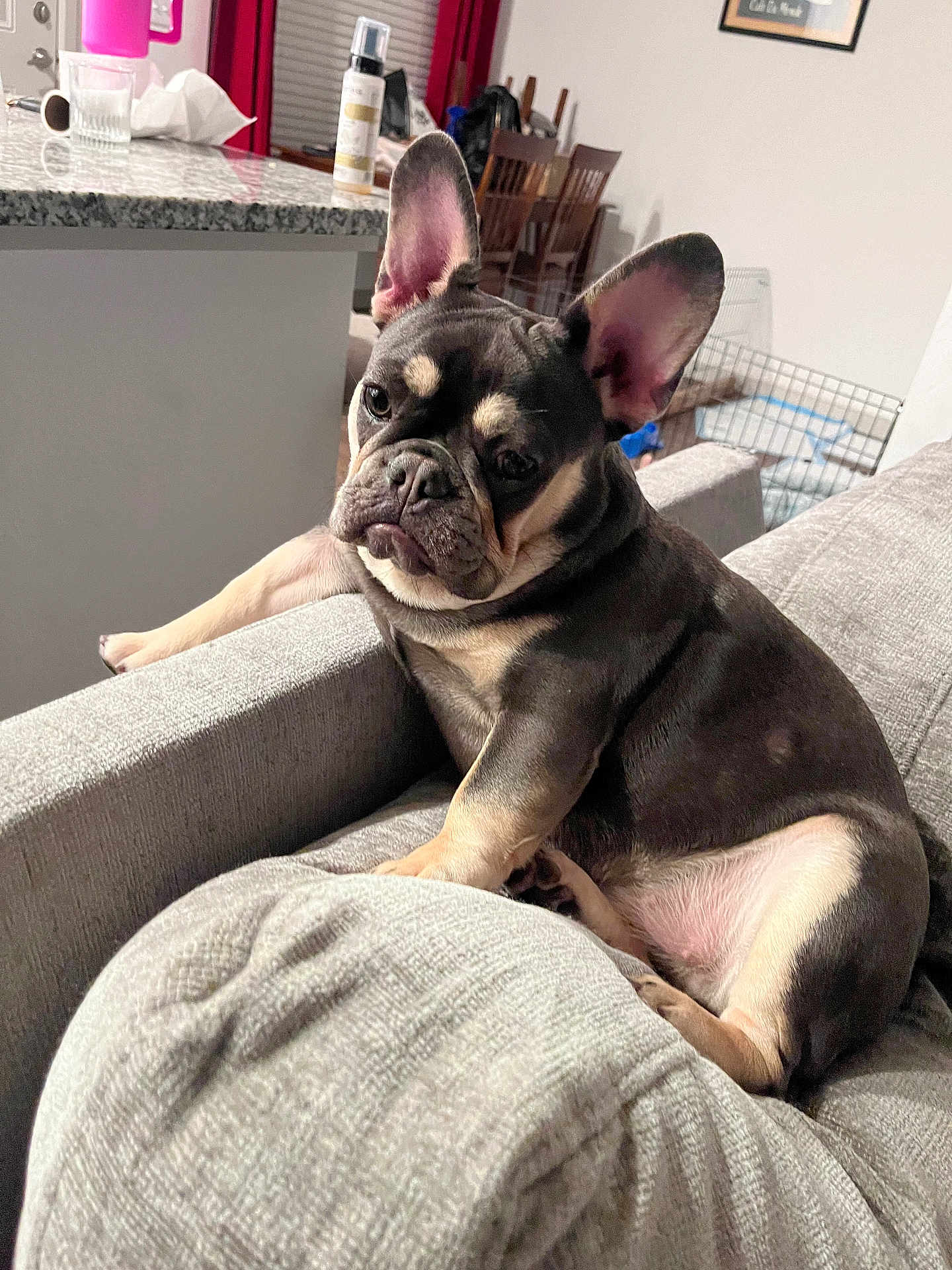 Pixie joined the competition — help win amazing prizes! dog, french_bulldog, puppy, couch, indoor, pet, ears, fur, sitting, looking, home, living_room, furniture, table, chair, domestic_animal, canine, cute, relaxed, young